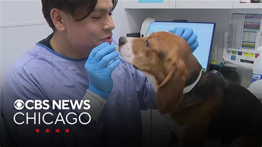 25 beagles rescued from Wisconsin breeding facility receiving care at PAWS Chicago