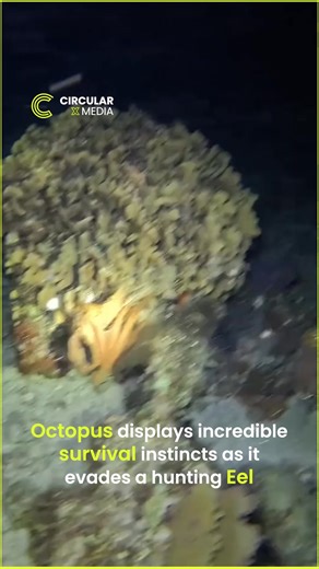 CircularXmedia on Instagram: "🐙 *Octopus Outsmarts Eel in Epic Escape!* ⚡🛡️Watch this brilliant octopus use next-level survival tactics to dodge a fierce eel attack, a true master of underwater defense!#OctopusEscape #EelAttack #UnderwaterSurvival #SmartSeaCreature #OceanWildlife #MarineLifeMagic #AnimalInstincts #ViralSeaLife #NatureEscape #SeaCreatureDefense #circularxmedia"