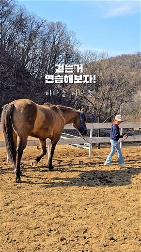 다시 걷기 시작한 신디루 | 3편