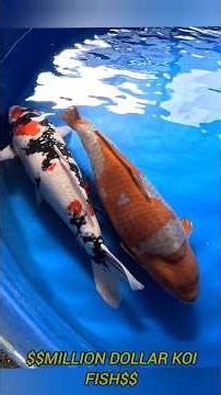 Most Valuable Koi Fish I Have Ever Seen 1 Million Dollars