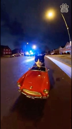 Cat on the Run 🚨😼 Night Police Chase Gone Wild #cat #funny #shorts #viral #comedy #action #meow