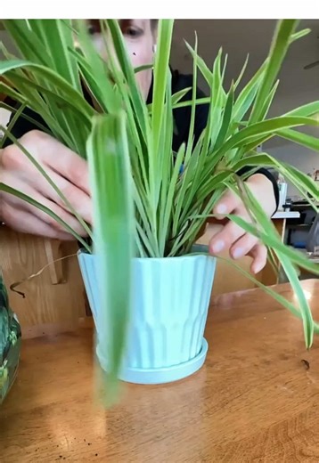 Plants needed some ❤️