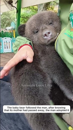 adopt a poor baby bear #bear #shorts #shortvideo #animals #rescue #pets #cute #adopt