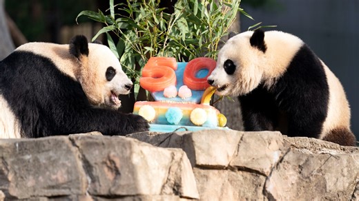 Pandas mark 50th anniversary in DC with cake and lots of fans