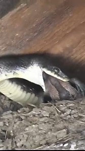 28K views · 143 reactions | Snake swallow huge bird #snake #birds #birdlovers #birdsofinstagram #birdlife #birdwatching | Lâm Đồng GO | Facebook