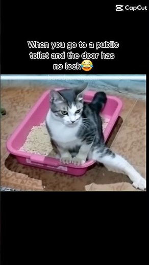 Cat's HILARIOUS Toilet Training Fails