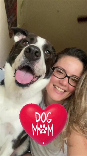 🐾👅 #dog🐾❤️ #rocky🐾🐶 #lovemydog #rocky_bordercollie_mix #bordercolliemix #nobuydogs #adoptadog #myboy #rocky #🐾❤️👣 #bordercollie #mixdog #sweetdog #crazydog #mydogismyson #lovealldogs #loveanimals #rescuebordercollie #blackandwhitedog #houston #texas