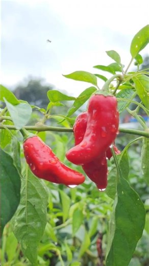 고향집 마당 #shorts