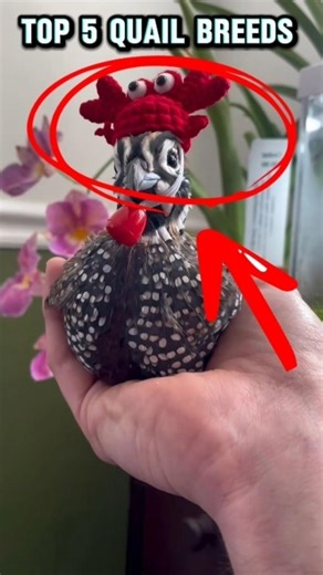 Top 5 Quail Breeds You Should Know! 🐤😍#QuailBreeds #QuailFarming #BirdFacts #AnimalFacts #Shorts