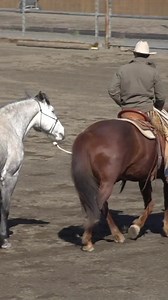 4.7K views · 346 reactions | Training Tip Tuesday for how to safely pony horses. Full video demonstration can be found on our Membership Library along with over 150 other horse training videos ☺️.⁠ ⁠ #horselife #horsemanship #horse #horses #horsetraining #horsetrainingtips #horseriding #horsetrainingtip #horsevideo #horselove #equine | 3Rein Media | Facebook