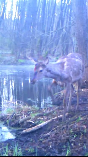 19.04.2026 - I Set a Trail Camera for a Beaver. A Red Deer Showed Up Instead.