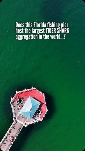 8.9K views · 2.4K reactions | While the largest KNOWN aggregation of...