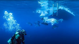 Seasick: Episode 3 - Recreational Fishing and Marine Reserves