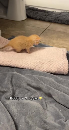 Adorable 3-Week-Old Kitten Buddy's Journey 💕