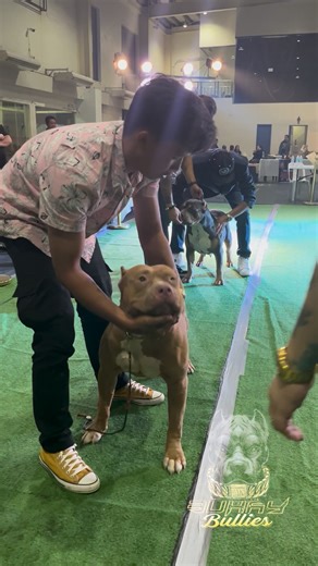 6.6K views · 55 reactions | American Bully XL is a breed of dog known for its muscular build, loyalty, and friendly temperament. It's a larger variant of the American Bully breed. #YUMYUMdogfood #TPKC #PABR #Nationals2025 #dogshow #americanbullyxl #doglover #dogshowlife #bullygame #fblifestyle | Buhay Bullies | Facebook