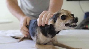 Mischief Makers: 8 Dog Breeds That Love to Get Into Trouble