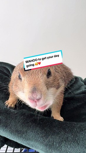 Prairie Dogs: Cute Pets Wahoo Moments and Snack Time!