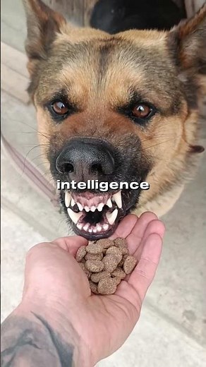 5 Dogs You Should NEVER Underestimate