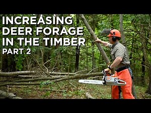 Increasing Deer Forage In Timber Stands | Habitat Management