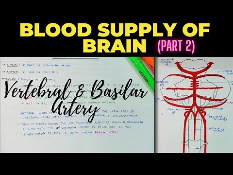 Blood Supply of Brain (Part 2) | Vertebral & Basilar Artery | EOMS