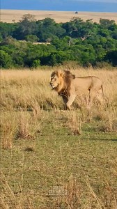 666K views · 10K reactions | Look at this lion strolling through his territory!! #zebraplainsmoments #zebraplainscollection To enquire about, or book, a safari at one of Zebra Plains Collection's Mara Camps you can get in touch at: reservations@zebraplainsmara.com Or WhatsApp on +254790789122 Download our brochures to learn more about the camps: www.zebraplainscollection.com/brochures | Rob The Ranger Wildlife Videos | Facebook