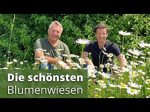 The most beautiful flower meadows