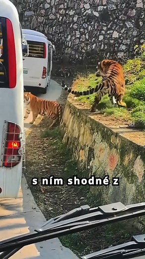 Kočka – malý tygr ve velkém ego balení 🐈🐅✨ kočka, kočky, domácí kočka, tygr, společný předek, genetika, zajímavosti, chování koček, evoluce, felidae, šelmy, příroda #Kočky #Tygr #Zajímavosti #Evoluce #Felidae #Genetika #DomácíKočka #MalýTygr #CuteCats #CatFacts | MasarykEdu