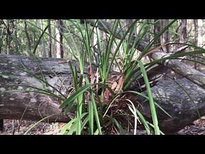 Как растут природные орхидеи в Австралии. Native Australian orchids. Cym. suave, Cym. canaliculatum