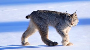 10 Most Beautiful Rare Wild Cats on Planet Earth