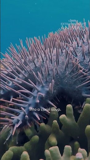 Extraordinary Animals: Crown-of-thorns starfish