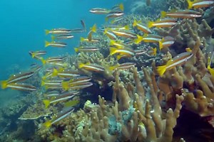 A virtual-reality dive down to discover the mysterious, magical corals of Palau | The Economist