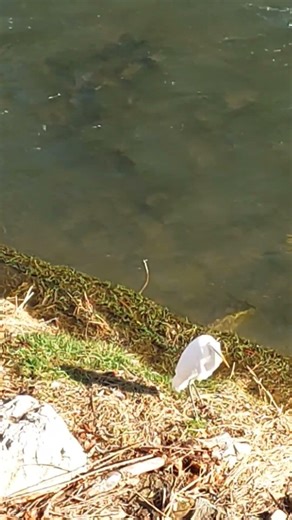 strong wind on the Yantra River in Bulgaria #bulgaria #nature #travel #birds #river