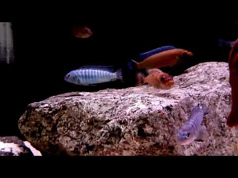 LABEOTROPHEUS TREWAVASAE "CHILUMBA RED" breeding