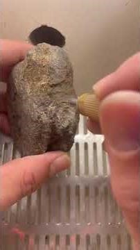 Fossil preparation on an Ichthyosaur vertebrae 😊😊😊😊😊😊😊