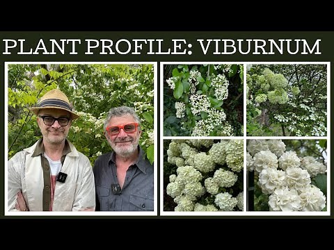 Plant Profile: Viburnums