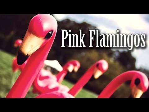 SCP-1507 "Pink Flamingos"
