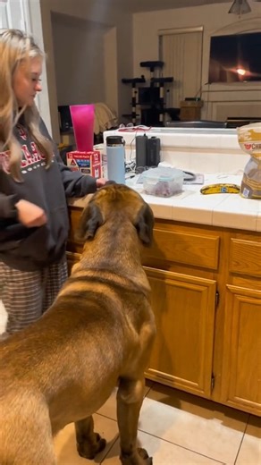 93K views · 3.9K reactions | Scientific consensus says Bowser's stomach = the same size as a small star  | Bowser The Giant Mastiff | Facebook