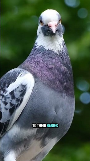 Pigeons Became War Heroes and Saved Thousands of Lives #animalfacts #historyfacts
