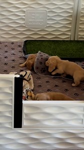 **PuP DATE** we have a very excited home waiting for our little chocolate muffin. 🐜 This little bed bug is 👀’ing for his forever 🛏️ **he’s the bug under the rug 😆g | Salty C's Dachshunds