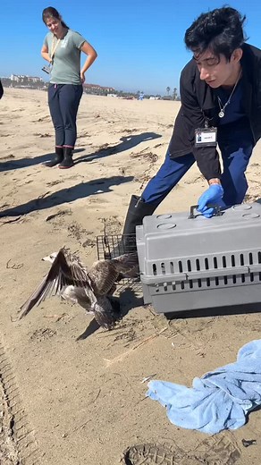 Isn’t release the most beautiful thing? We certainly think so! This California Gull came in with mild oil contamination on its feathers, and a fishing hook in its eyelid. After an oil wash and some time to let the eye heal, it flourished! And today was the day for release 🥹. We could not do this without you and your support! Keep liking, commenting, sharing, and donating in order to support more rehabilitations and releases like these. #wwccoc #wildliferescue #wildliferehabilitation #wildlife #