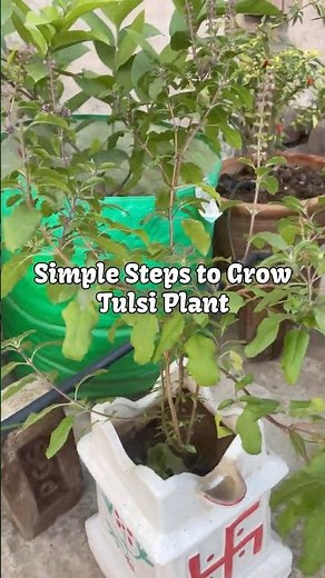 How to Grow Tulsi Plant from Seeds 🌱 #garden #shorts #reels #nature