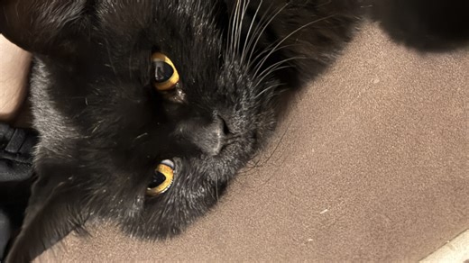 【伏霖Foxey/直播切片】猫狗双全这么爽！可爱的fufu，可爱的烧烧，所以什么时候能让我看看小狗！