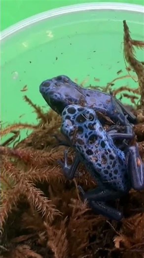 Azureus Dart frogs Unboxing