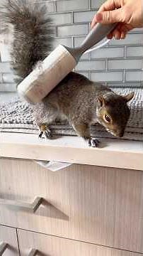 Spring Problems (full video) #spring