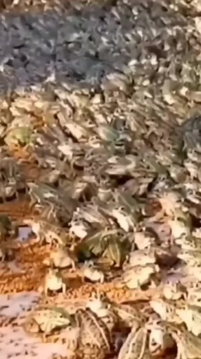 Hilarious Frog Laughing Meme Compilation