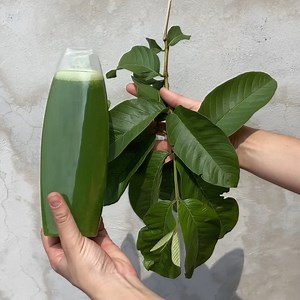 1.6M views · 111K reactions | Con este Champú acabarás con la caída del cabello y harás crecer el cabello incluso en tu frente. | Recetas y Frases | Facebook