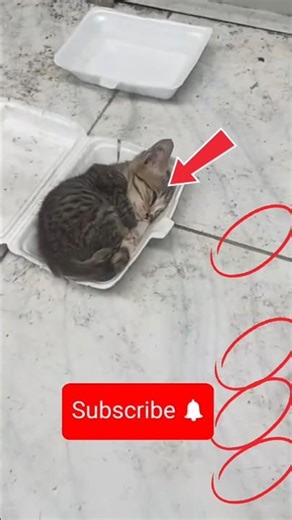 🕊️ Goodbye, 😿My Little Angel: Beautiful Memories with Our Kitten 💖#happybirthday #animalintelligence