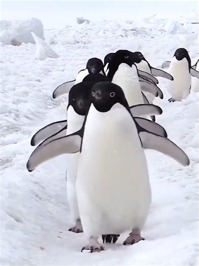 The Amazing World of Penguins! The Penguin is one of nature’s most fascinating birds. Although penguins cannot fly, they are incredible swimmers, using their powerful flippers to glide through the water with remarkable speed and agility. Some species can dive hundreds of meters below the surface and spend long periods in icy conditions thanks to their dense feathers and insulating layer of fat. Their strong social bonds and unique adaptations make them among the most extraordinary birds on Earth