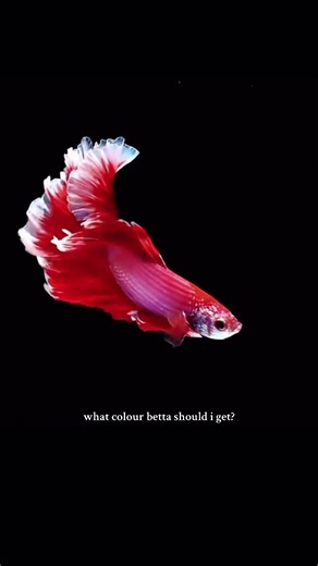 Choosing the Best Betta Fish Colors for Your Aquarium