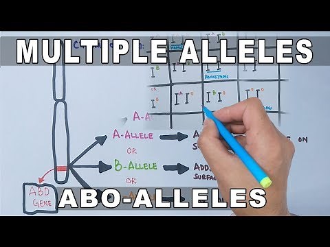 Multiple Alleles